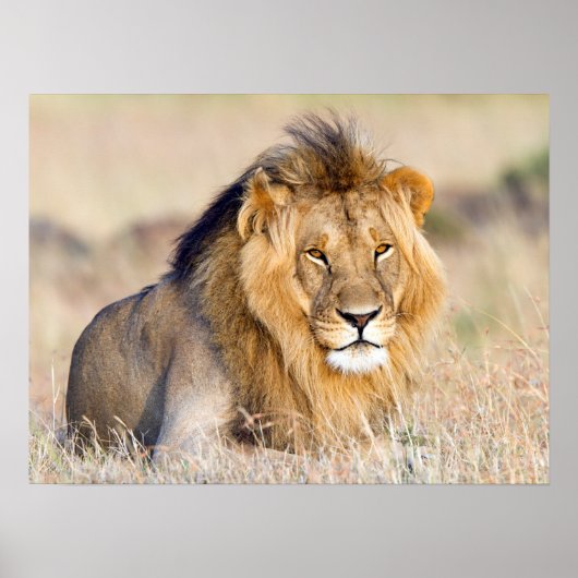 Poster Majestic lion wildlife (Devant)