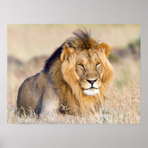Poster Majestic lion wildlife photography