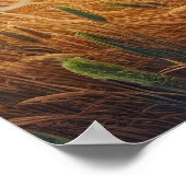 Poster Majestic Lions Roaming Gratuite (Coin)