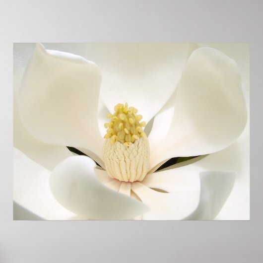 Poster Majestic magnolia (Devant)