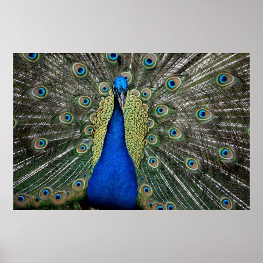 Poster Majestic Peacock  (Devant)