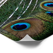 Poster Majestic Peacock  (Coin)