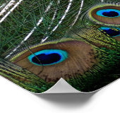 Poster Majestic Peacock (Coin)