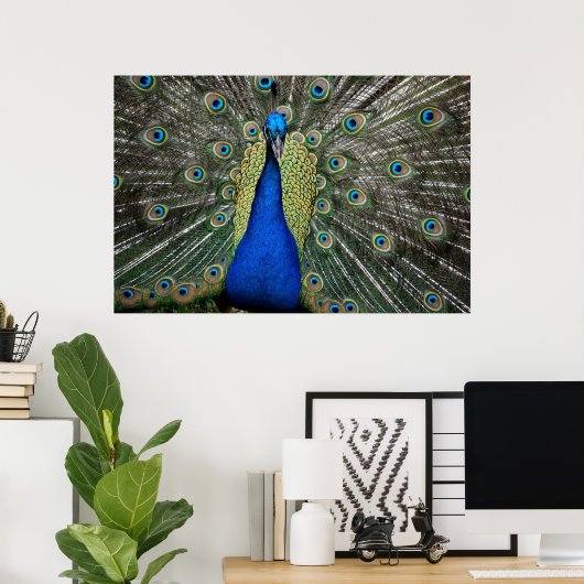 Poster Majestic Peacock (Bureau à domicile)