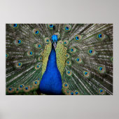 Poster Majestic Peacock (Devant)