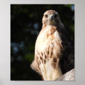 Poster Majestic Red Tail Hawk Stare Down (Devant)