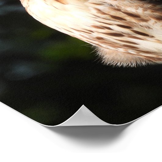 Poster Majestic Red Tail Hawk Stare Down (Coin)