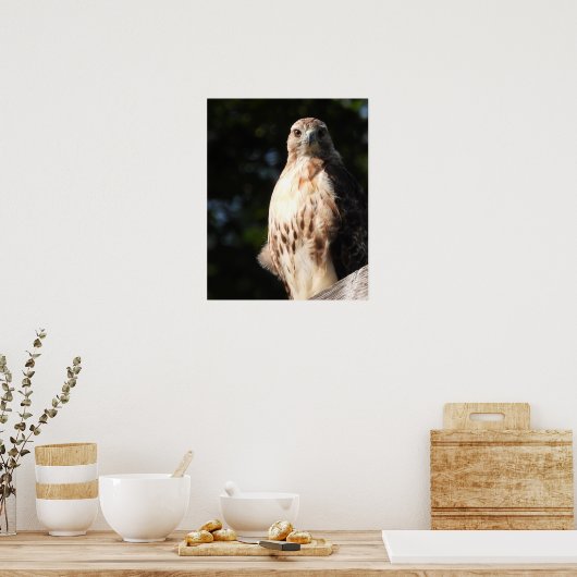 Poster Majestic Red Tail Hawk Stare Down (Cuisine)