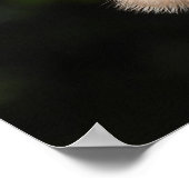 Poster Majestic Red Tail Hawk Stare Down (Coin)