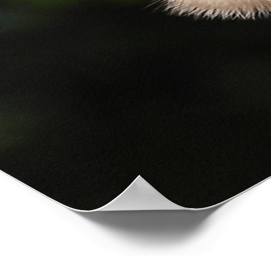 Poster Majestic Red Tail Hawk Stare Down (Coin)