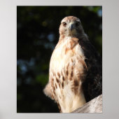Poster Majestic Red Tail Hawk Stare Down (Devant)
