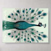 Poster Majestic Splendor : Le paon de Boho (Devant)