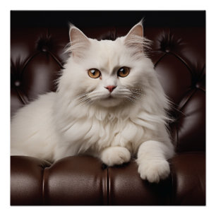 Poster Majestic white cat