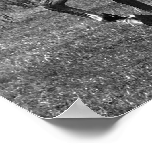 Poster Majestueux (Coin)