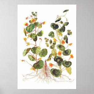 Poster Majus de Tropaeolum