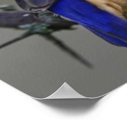 Poster Malachite Kingfisher, Alcedo cristata, Lac (Coin)