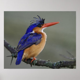 Poster Malachite Kingfisher, Alcedo cristata, Lac