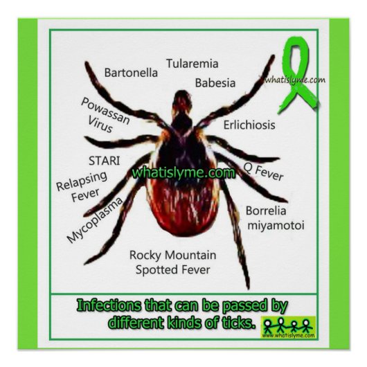 Poster Maladie de Lyme et Infection Co (Devant)