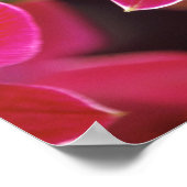 Poster Malaisie, Orchidée (Coin)