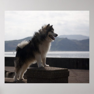 Poster Malamute d'Alaska