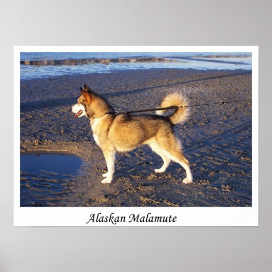 Poster Malamute d'Alaska (Devant)