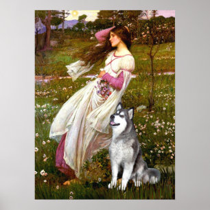 Poster Malamute d'Alaska - Fleurs blanches