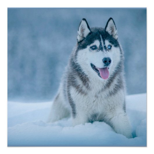 Poster Malamute d'Alaska marchant sur le terrain de neige (Devant)