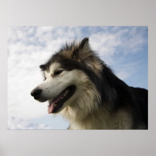 Poster Malamutes d'Alaska