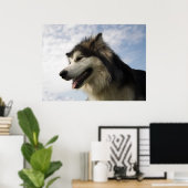 Poster Malamutes d'Alaska (Bureau à domicile)