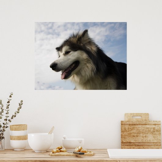 Poster Malamutes d'Alaska (Cuisine)