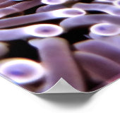 Poster Maldive Anenomefish (Coin)