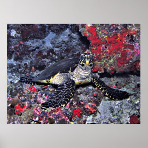 Poster Maldivien Hawksbill