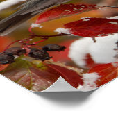 Poster Male American Robin in Black Hawthorn (Coin)