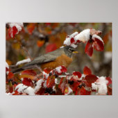 Poster Male American Robin in Black Hawthorn (Devant)