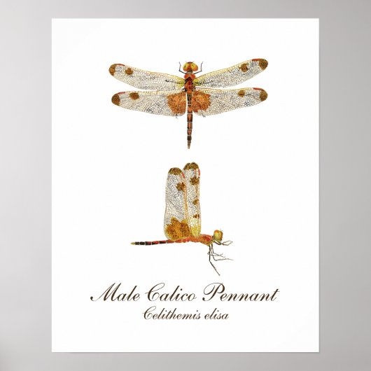 Poster Male Calico Pennant (Devant)
