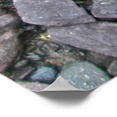 Poster Male Eastern Tiger Swallowtail Butterfly (Hoek)