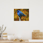 Poster Male Indigo Bunting, Passerina cyanea (Cuisine)