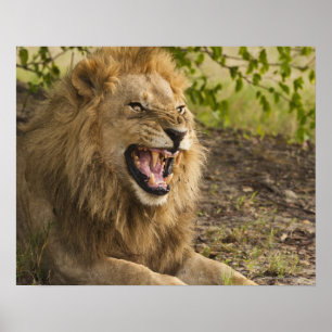 Poster Male lion snarling (Panthera leo), Okavango