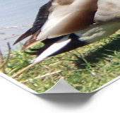 Poster Male Mallard Duck (Coin)