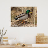 Poster Male Mallard Duck (Cuisine)