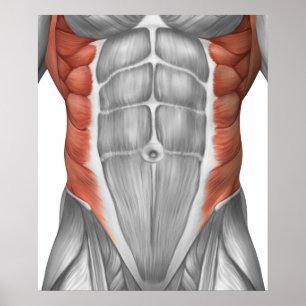 Poster Male Muscle Anatomy Of The Abdominal Wall