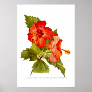 Poster Malfre des araignées (Hibiscus)