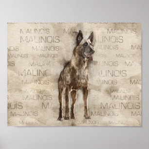 Poster Malinois belge - Mechelaar - Maligator