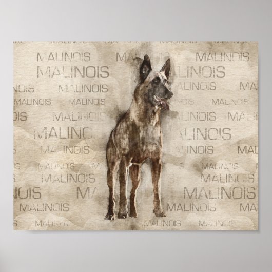 Poster Malinois belge - Mechelaar - Maligator (Devant)