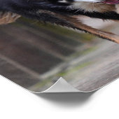 Poster Malinois et Border Collie courant sur un pont (Coin)