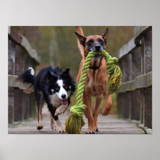 Poster Malinois et Border Collie courant sur un pont (Devant)