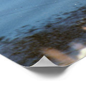 Poster Mallard Drake (Coin)