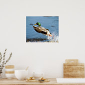 Poster Mallard Drake (Cuisine)