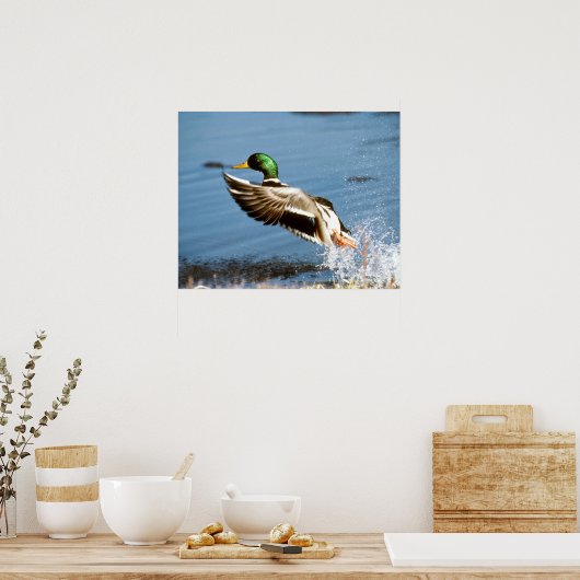 Poster Mallard Drake (Cuisine)