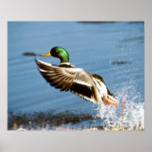Poster Mallard Drake (Devant)